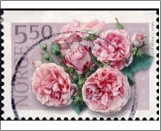 Used NK 1434   Pink rose - Old Master 5.5 Krone Multicolor