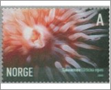 Used NK 1580   White-spotted Rose Anemone (Urticina eques) 6 Krone Multicolor