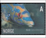 Used NK 1625   Cuckoo Wrasse (Labrus bimaculatus) 6.5 Krone Multicolor